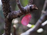 Flatid leaf-bug adult