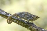 Short-horned Chameleon