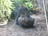 Gorilla, Animal Kingdom