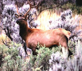 Yellowstone