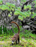 Coati on Hunt, Jungles of Edzna