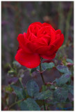 Red Rose