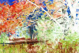 Large Oak by Bruffey Field Fall Scene CNg tb1401an