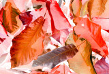 Magnolia Leaves Fall Colors CNg tb11401dn