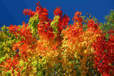 Magical Maples in Prime Color tb1005ghr.jpg
