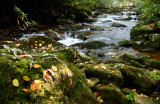 Sugar Creek Swifts  Fallen Leaves tb1005mmr.jpg