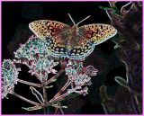 Fritillary Butterfly on Joe-Pye CSK tb0797.jpg