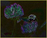 Bumble Bee on Two Clovers CR CSK tb0704.jpg
