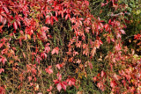 IMG_9113.jpg  Autumn leaves