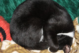tom cat 005.jpg