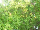 Istanbul Yesilkoy Pommgranate Tree.jpg