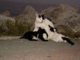 Istanbul Yesilkoy The Sea24 Mother Care.jpg