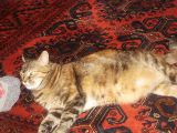 Istanbul Mr Huseyin And Mrs Betul The cat named Pito1.jpg