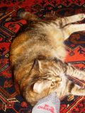 Istanbul Mr Huseyin And Mrs Betul The cat named Pito3.jpg