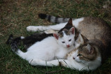 The cat and her two kittens.jpg