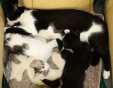 Cat mat and all 159still resting.jpg