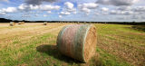 Hay Panorama