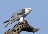 White-tailed Kite with prey