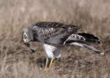 Northern Harrier, Half Moon Bay