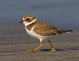 Semipalmated Plover, Half Moon Bay