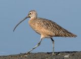 Long-billed Curlew
