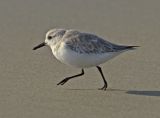 Sanderling
