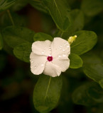 Kauai  Flowers