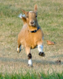 Crazy Goat run