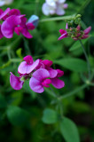 Snow Pea Flowers