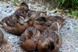 Ducks Looking At You