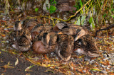 Sleeping Ducks