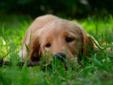 Bella - Grazing In The Grass