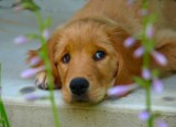 Resting On The Porch - On A Hot Day