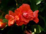 Orange Begonia