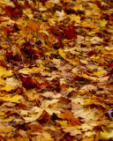 Multi-layered - Autumn Leaves