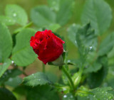 Rose Bud in the Rain