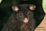 Short-eared Possum 9557.jpg