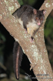 Short-eared Possum Possum 9596.jpg