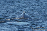 Humpback Whale 9501.jpg