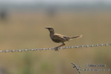Brown Songlark 7606.jpg