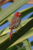 Crimson Finch 5285.jpg