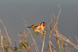 European Goldfinch 4892.jpg