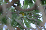 Pale White-eye 1562.jpg