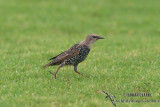 Common Starling 4594.jpg