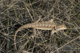 Pogona vitticeps 0427.jpg