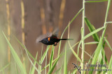 Red-backed Fairy-wren 9197.jpg