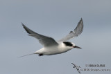 Antarctic Tern 5269.jpg