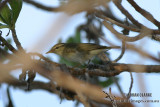 Arctic Warbler 8691.jpg