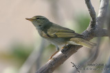 Arctic Warbler 8944.jpg