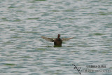 Tricoloured Grebe 0414.jpg